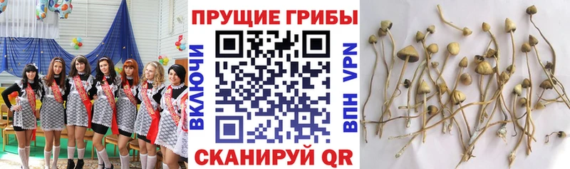 Галлюциногенные грибы Psilocybine cubensis  Белебей 